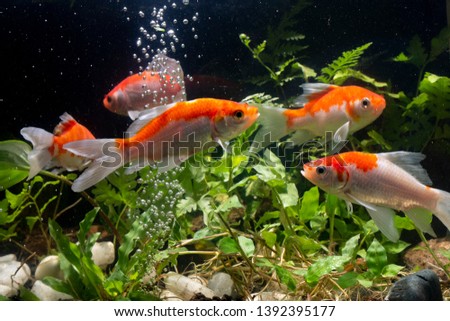 Koi fish Gold background of aquatic plants