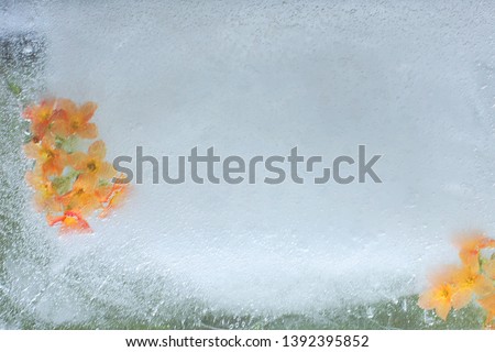 A young green plant grows under the ice