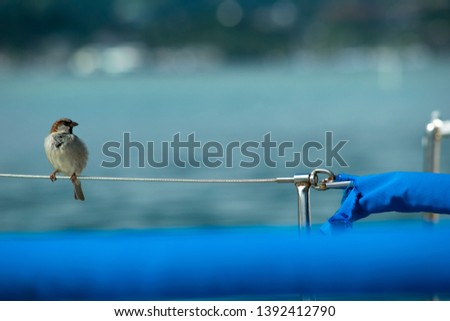Hawaii Elepaio bird perched on a yachts railing safety line wire enjoying the view of a calm blue ocean. Perfect image for some clever graphics this bird might be looking at. Feng shui money luck pic.