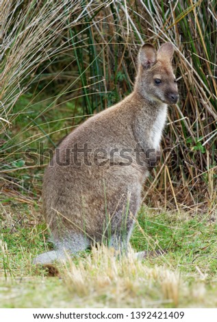Bennett's wallaby - Macropus rufogriseus, also red-necked wallaby, medium-sized macropod marsupial, common in eastern Australia, Tasmania, introduced to New Zealand, England