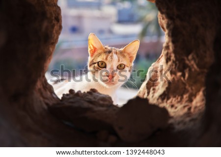 Cat in Ghardaia is city in Sahara desert, Algeria