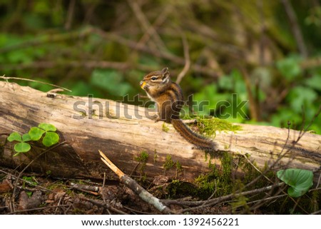 Chipmunk in the forest eating