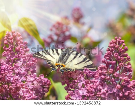 The scarce swallowtail (Iphiclides podalirius) eating nectar on a lilac flower. Yellow-black tiger butterfly on lilac branch at sunny april. Cool image for notebook cover or spring calendar page.