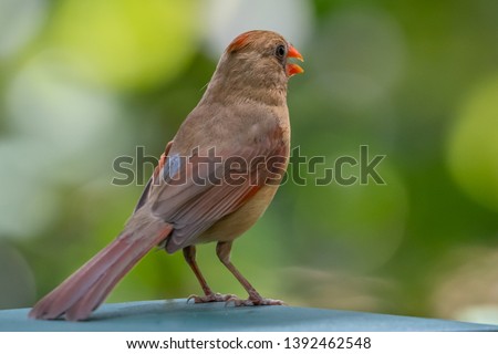 Female Cardinal bird on a perch Royalty-Free Stock Photo #1392462548