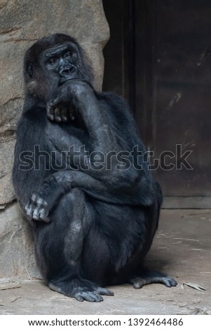 gorilla with a very sad facial expression  Royalty-Free Stock Photo #1392464486