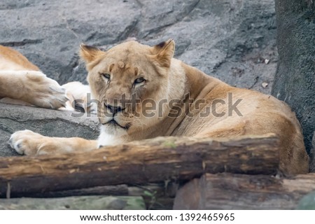 Lion sitting for a break