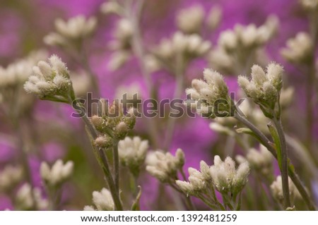 beautiful flowers close-up for leaflets