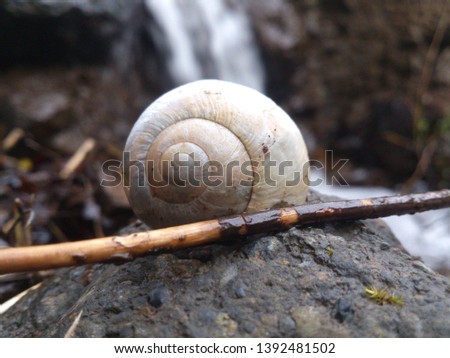 The photo of snails house near the waterfall which is somewhere in the deep forest.