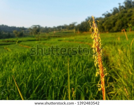 flower grass in the middle of the rice field area