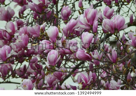 Beautiful purple flowers on a Magnolia tree