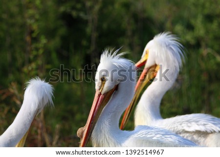 Pelicans gathered at a lake in the early morning sunlight