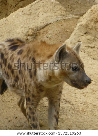 Hyena in Botswana, Tuli Block, portrait of spotted hyena