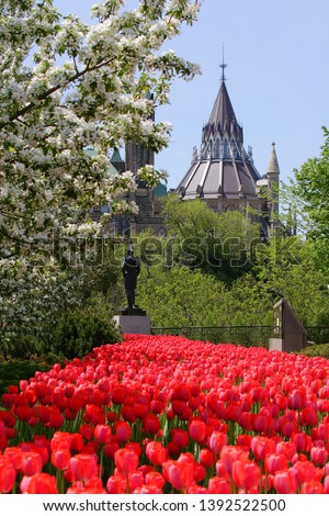 Red tulips with a background Gothic building, Ottawa, Canada