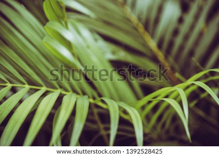 Nature background leaf blurry vintage picture style