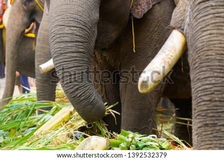 Close-up of a Vietnam Elephant. Bull elephant. Vietnam elephant tusk close up. Buon Ma Thuot, Vietnam.