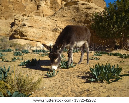 Donkey eating grass in desert near Petra, Jordan