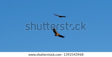 Bearded Vulture (Gypaetus barbatus) also called the "Lämmergeier" flying happily in Crete is a bird of prey and the only member of the genus Gypaetus