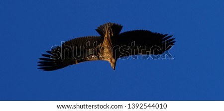Bearded Vulture (Gypaetus barbatus) also called the "Lämmergeier" flying happily in Crete is a bird of prey and the only member of the genus Gypaetus