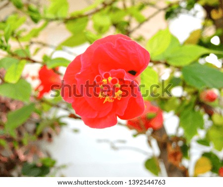 Orange hibiscus flowers with blurred bright green floral background.
