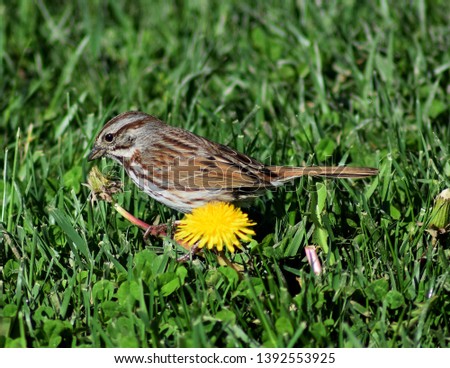  Song sparrow feeding on Dandelion