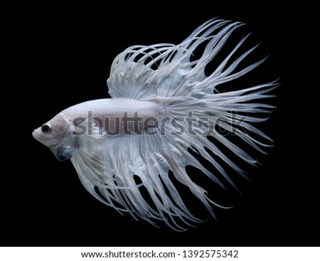 White Batta fish, siamese fighting fish isolated over black background