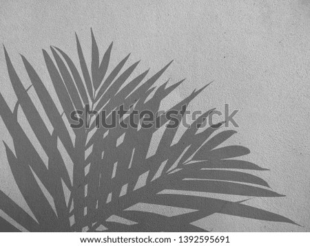 Abstract background of shadows palm leaves on a concrete wall. Palm leaf shadow on concrete wall background. Black and white background.