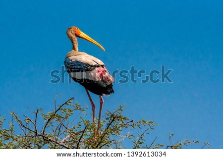 A painted stork on the top of a tree in Bharatpur Bird Sanctuary in India Royalty-Free Stock Photo #1392613034
