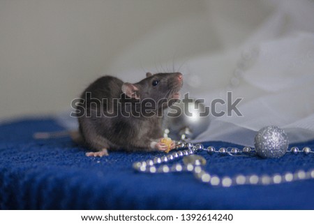 Christmas mouse concept, Christmas rat concept animals bauble happiness closeup cute funny fur mammal Comedy
