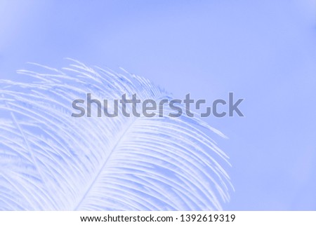 Close up White feather on blue  background. Blue and white picture. Selection focus.