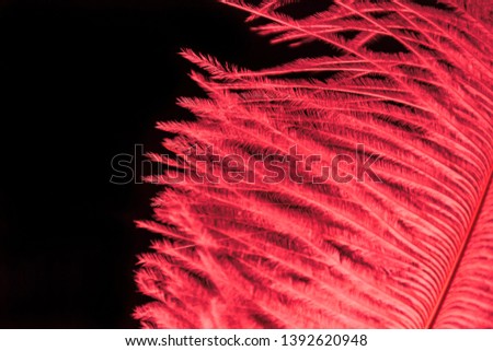 Close up Red feather on black background. Black and red picture. Selection focus.