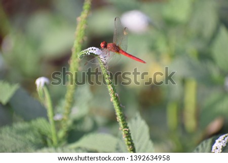 Red Dragonfly image and wallpaper