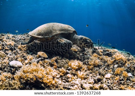 Sea turtle eat corals. Green sea turtle closeup