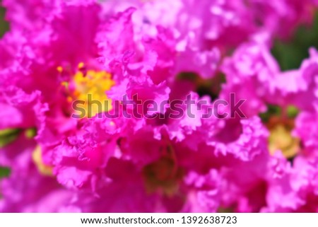 The beauty of pink flowers reflects the morning sun, Tabak, blurred photography