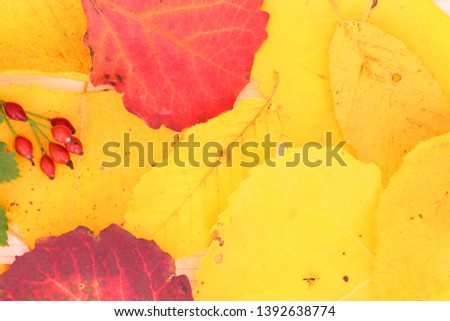 Background of colorful leaves in the golden autumn