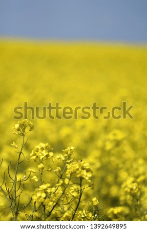Picture with rural landscape with yellow rape, Rapeseed, Brassica napus