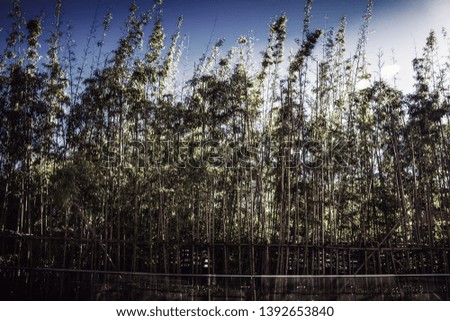The Beautiful Green Bamboo forest