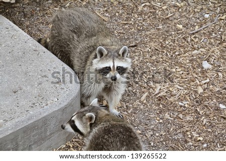 a couple of raccoons