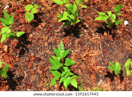 Many seedlings planted on the ground