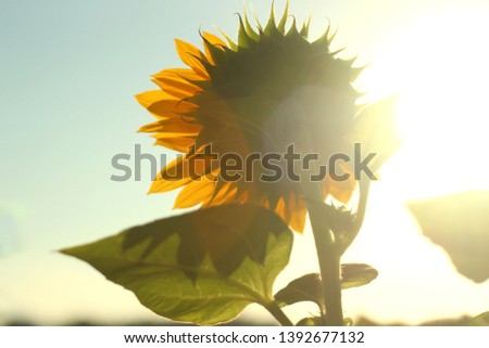 One Sunflower Head and The Sunshine. Beautiful sunflowers from the back with morning light against white clouds and blue sky background.