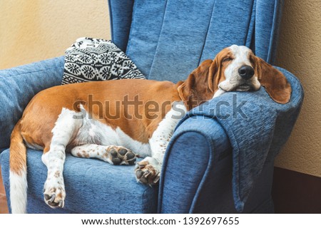 Sleeping Basset Hound white and brown on sofa Royalty-Free Stock Photo #1392697655