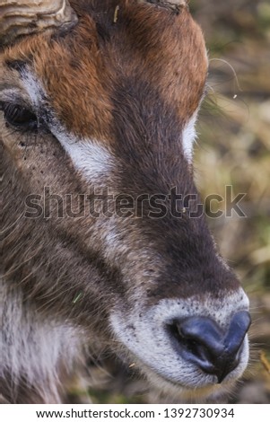 Close-up picture of a doe deer. Pretty face with brown and white fur, black nose and eyes. Eating grass and plants. Walking in a forest.