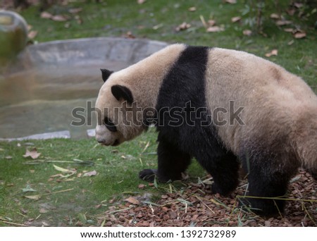 Giant Pandas in Chengdu going about the daily routine