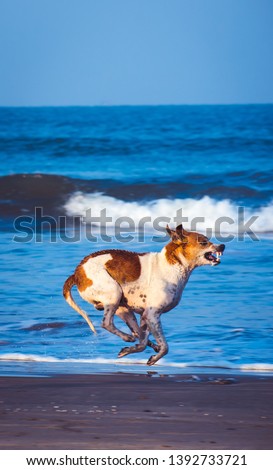 A dog chasing its prey at a beach with ocean background, air borne showing its teeth and looking dangerous.
