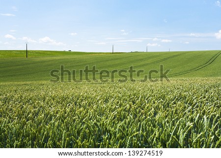 panorama of green wheat field under blue sky in France