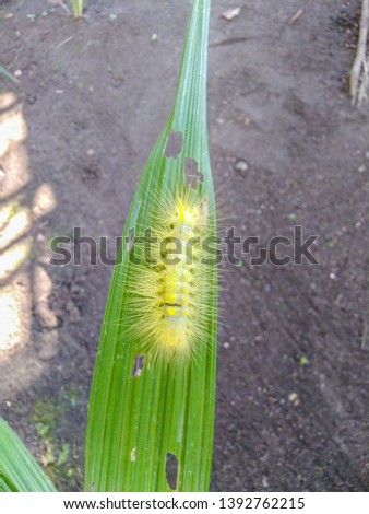 Cute yellow caterpillar on the leaves