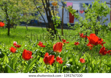 The spring landscape of village with red blooming tulips.They say ,,truest love", red tulips.
