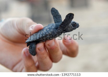 Baby turtles on at Praia do Forte in Brazil