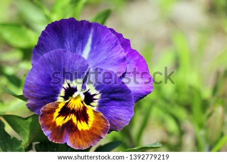 Flower Pansies. The Latin name is Viola tricolor. The leaves are white with yellow stains and purple edges. Close-up. The background is blurred. Bokeh. Beautiful desktop wallpaper.