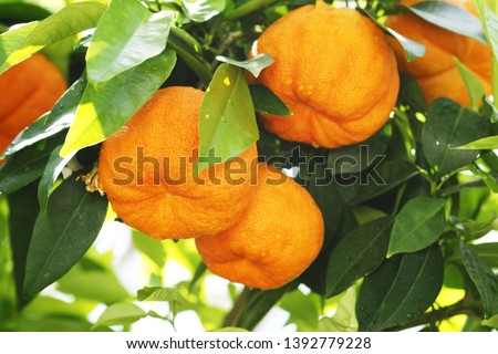 Bitter orange tree with fruits and leaves Royalty-Free Stock Photo #1392779228