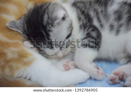 Kitten photos are sleeping Cute